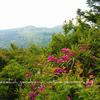Mount Rogers, Grayson Highlands State Park-193 