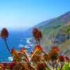 Aeonium, Big Sur, California-132