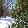 Camellia II-436