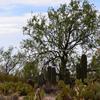 Saguaro, Prickly Pear Cactus, and Velvet Mesquite Tree-449