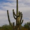 Full Grown Saguaro Cacti-467