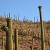Saguaro Forest-487