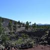 Ponderosa Pine Forest, Sunset Crater Volcano National Monument-170