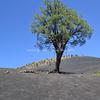 Lone Ponderosa Pine, Sunset Crater Volcano National Monument-174