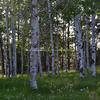 Quaking Aspen, North Rim, Grand Canyon National Park-216