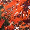 Japanese Maple Leaves-816