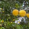 American Persimmon-69