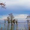 Bald Cypress-907