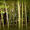 Bamboo Forest-464
