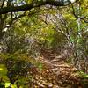 Trees On The Appalachian Trail-122