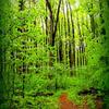 Hardwood Trees on Appalachian Trail-507
